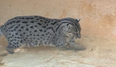 The Tallahassee Museum's latest guest animal is a feline who loves to fish