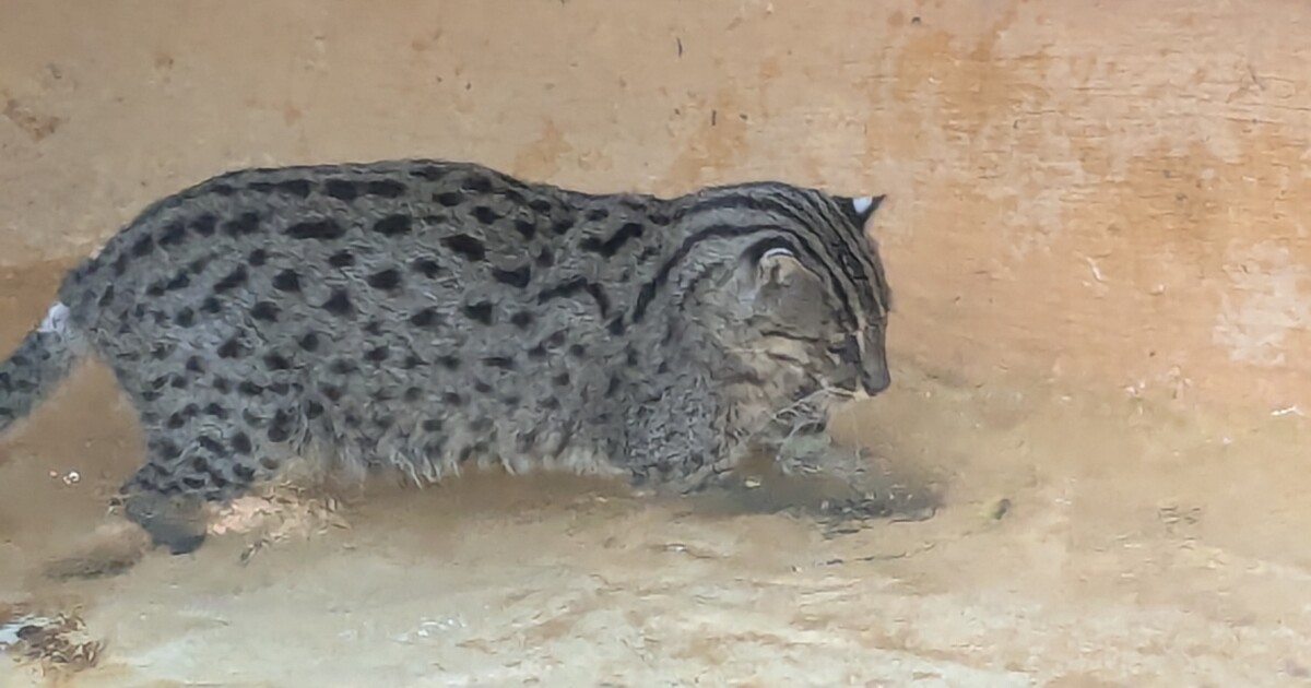 The Tallahassee Museum's latest guest animal is a feline who loves to fish