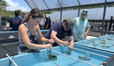 How Florida's coral researchers are adapting to extreme heat amid another El Niño warming event