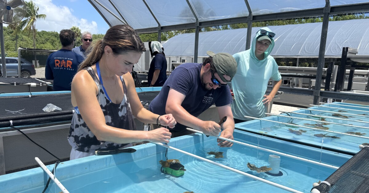 How Florida's coral researchers are adapting to extreme heat amid another El Niño warming event