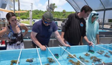 Florida researchers bring endangered elkhorn coral pieces ashore to protect them