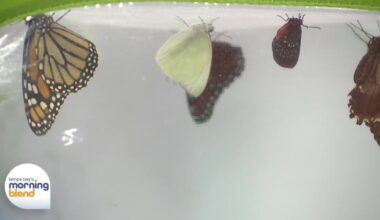 Little Red Wagon Native Nursery/Tampa Bay Butterfly Foundation