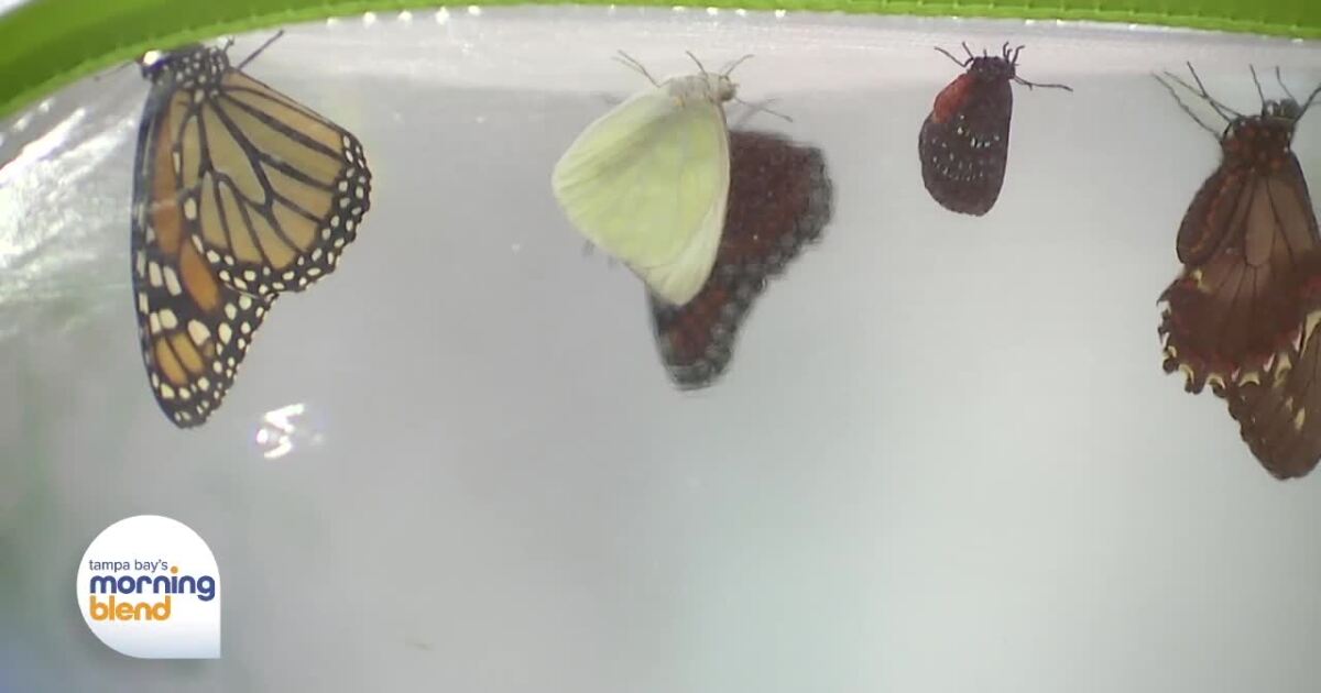 Little Red Wagon Native Nursery/Tampa Bay Butterfly Foundation