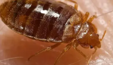 Miami, Tampa goes back into the top 50 in 'Bed Bug Cities List'