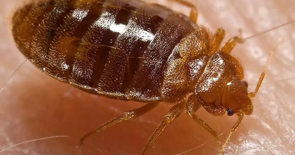 Miami, Tampa goes back into the top 50 in 'Bed Bug Cities List'