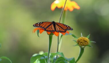 Some monarch butterfly populations are declining in Florida. Here's why