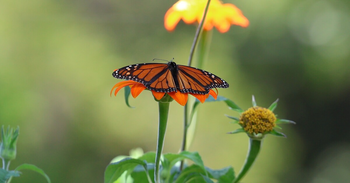Some monarch butterfly populations are declining in Florida. Here's why