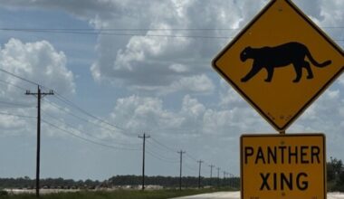 Third Florida panther killed in less than three weeks was likely hit by a vehicle