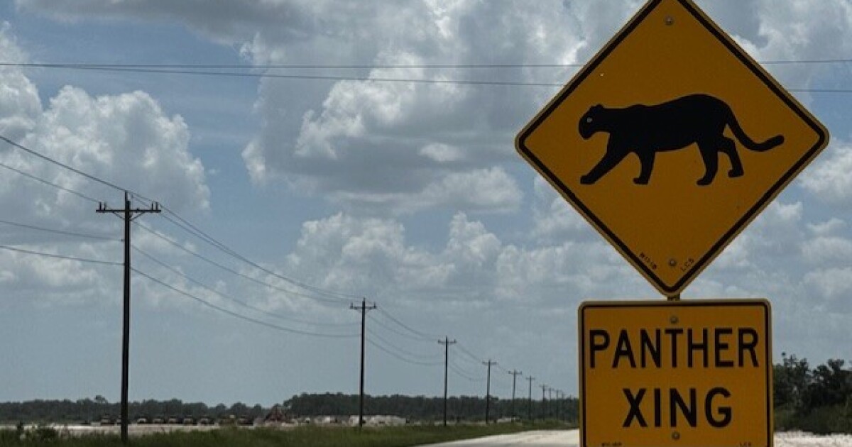 Third Florida panther killed in less than three weeks was likely hit by a vehicle