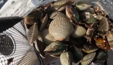 Florida scallop season 2026: Here’s what to know