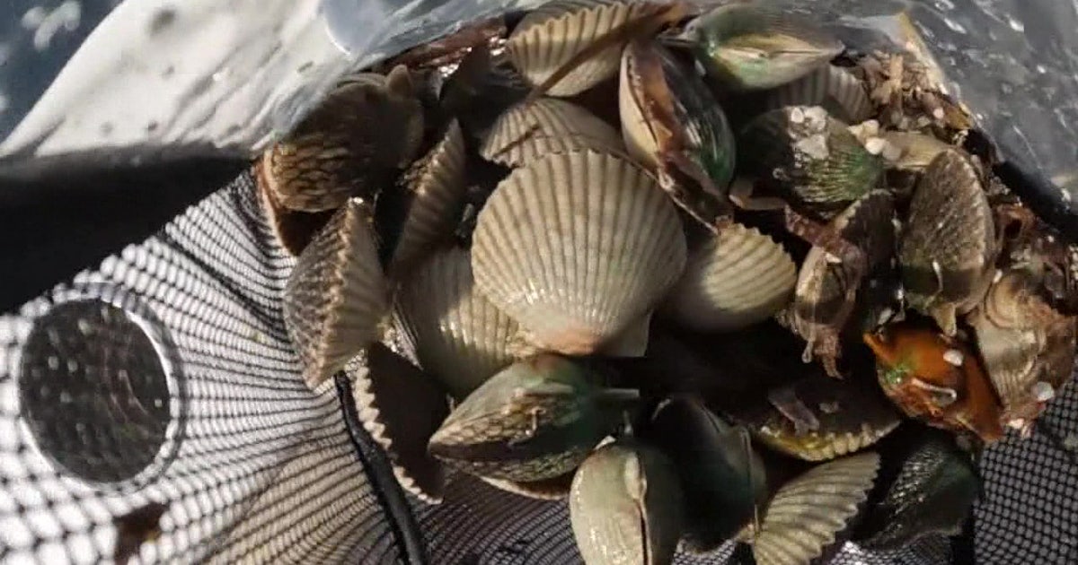 Florida scallop season 2026: Here’s what to know