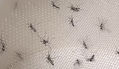 South Tampa trap caught 18,000 mosquitoes, last month just 142