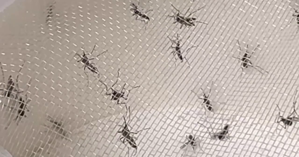 South Tampa trap caught 18,000 mosquitoes, last month just 142