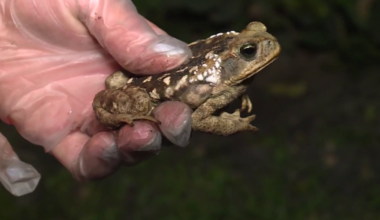South Tampa dog survives bufo toad encounter in backyard