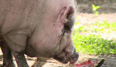 Meet Waddles: The 350-pound pig at the center of animal cruelty trial