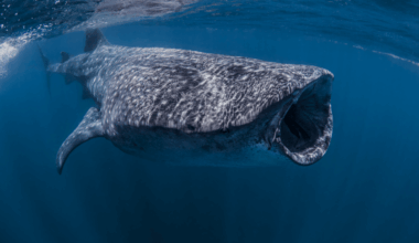Massive whale shark just spotted in Florida