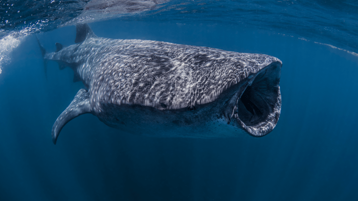 Massive whale shark just spotted in Florida