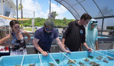 Florida researchers bring endangered elkhorn coral ashore to protect them