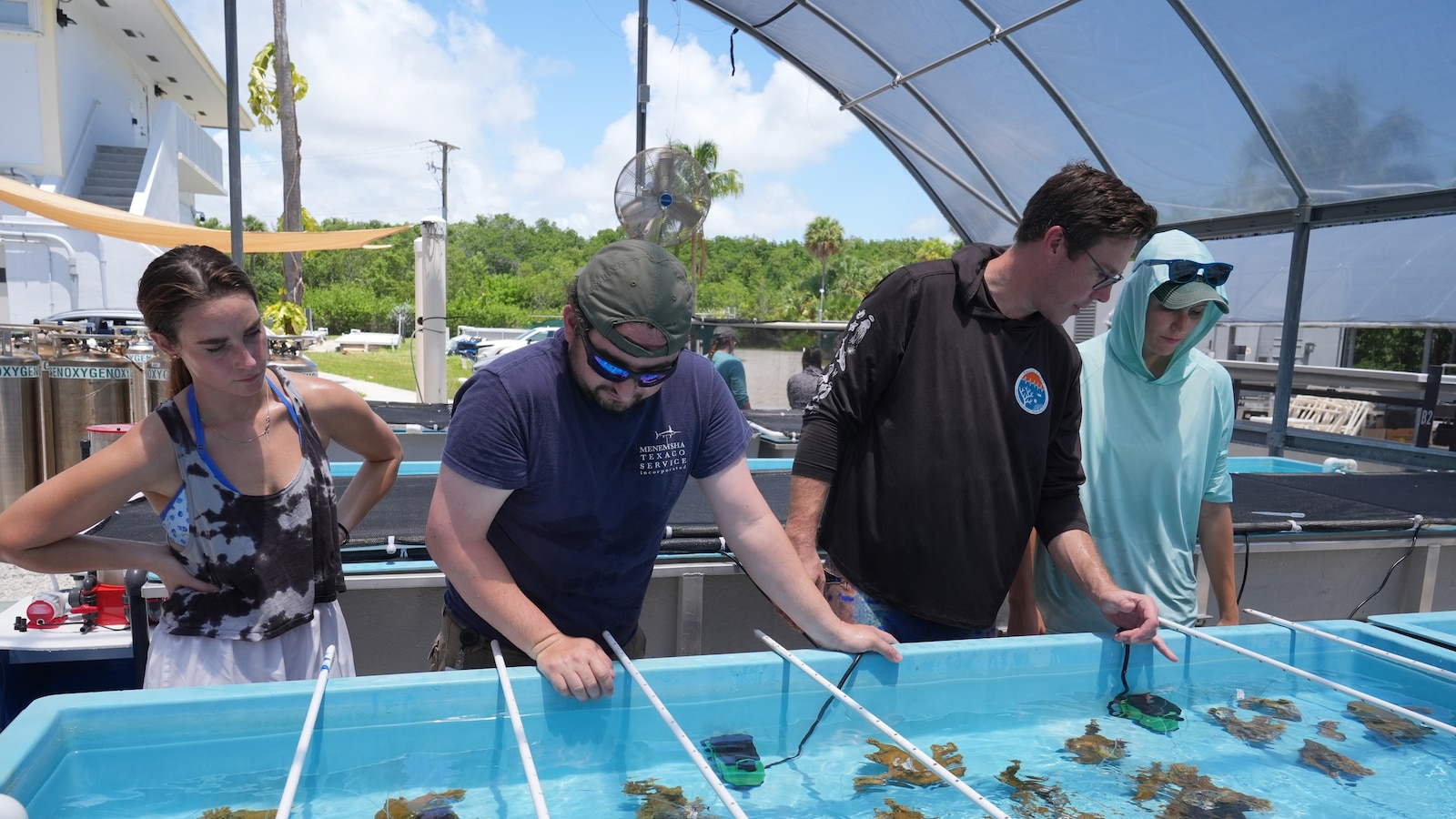 Florida researchers bring endangered elkhorn coral ashore to protect them