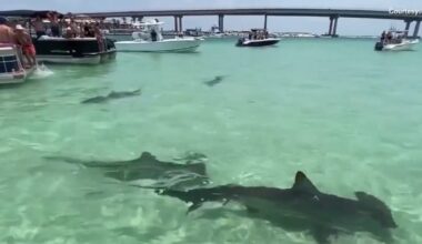 What is Lulu's Law? Shark attack alerts headed to beachgoers' phones under new Florida statute