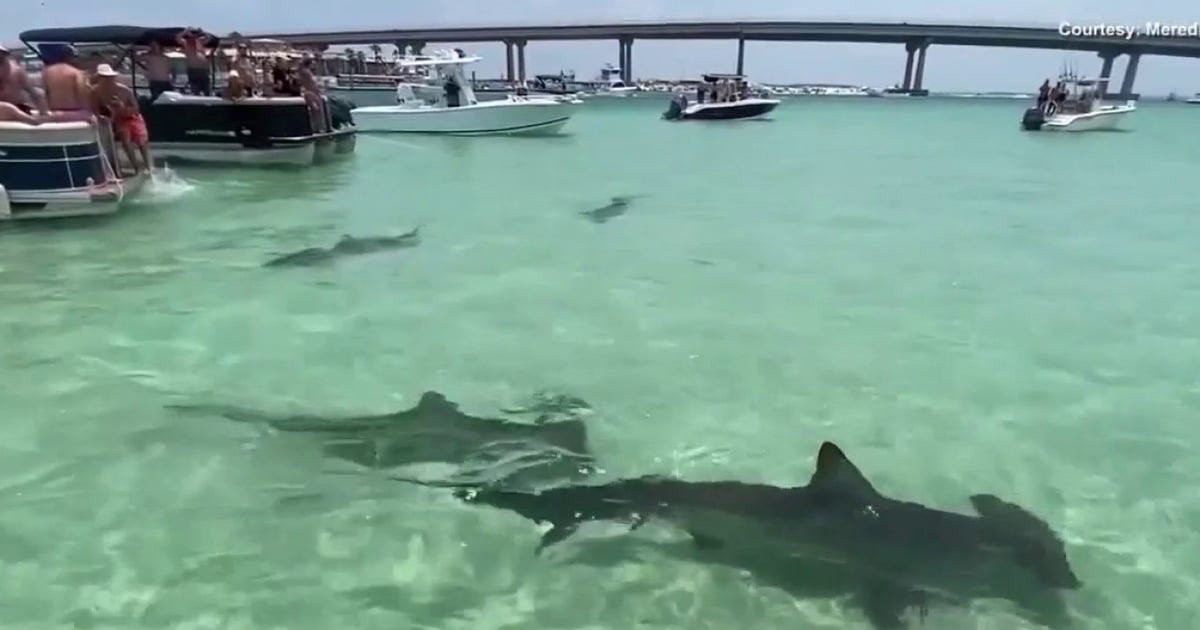 What is Lulu's Law? Shark attack alerts headed to beachgoers' phones under new Florida statute