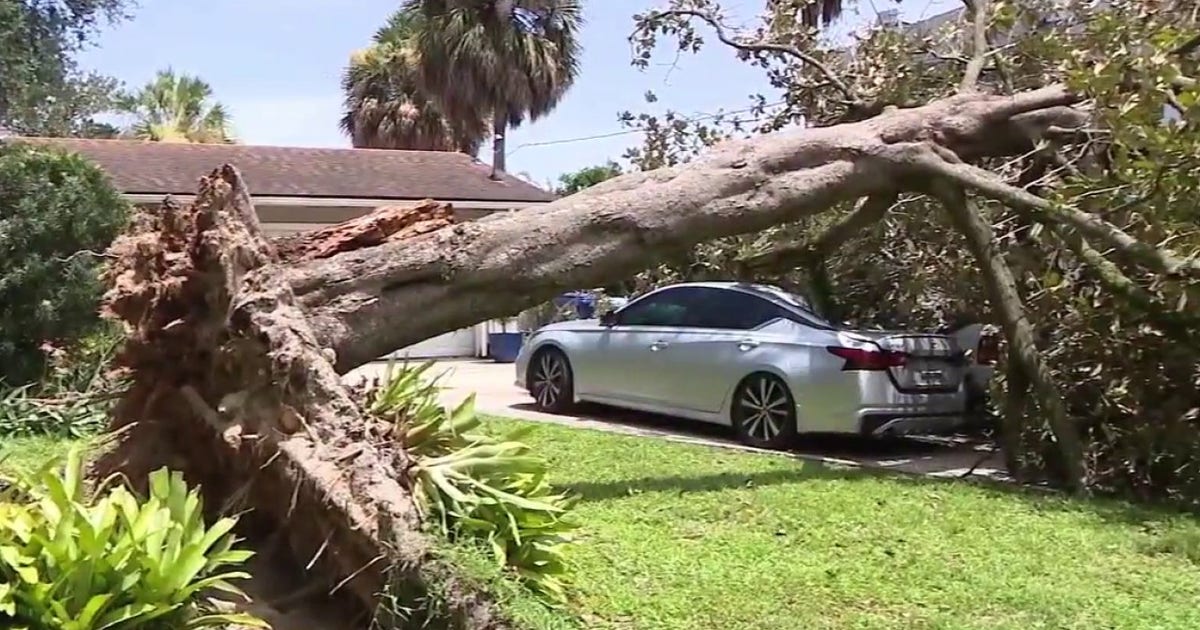 Storm uproots tree, crushes cars outside Maitland home