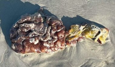What is sea pork? Strange blob washes ashore on Florida's Space Coast