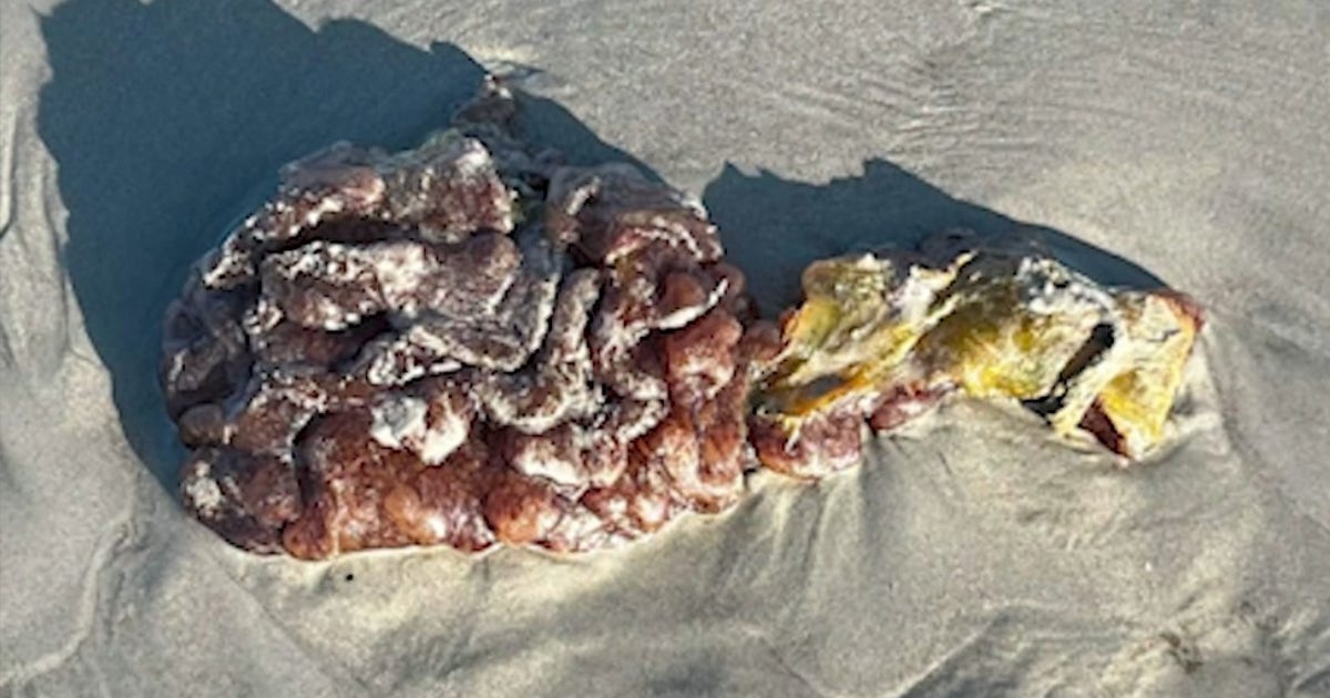 What is sea pork? Strange blob washes ashore on Florida's Space Coast