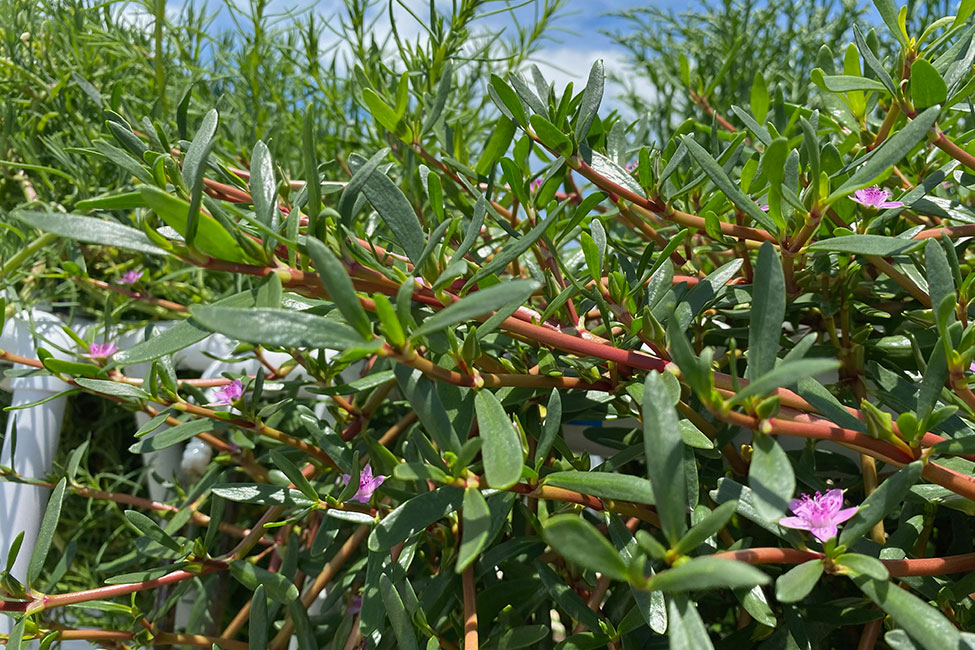 Close-up of sea purselane growing in an aquaculture setting. There are purple blooms on the plants.