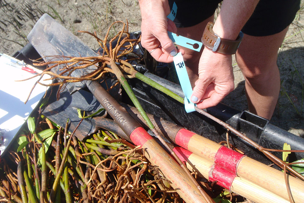 Hands holding a blue marking tag with "H1" written on it. The tag is affixed to a mangrove sapling. A pile of mangrove saplings and shovels are under the tagged sapling.