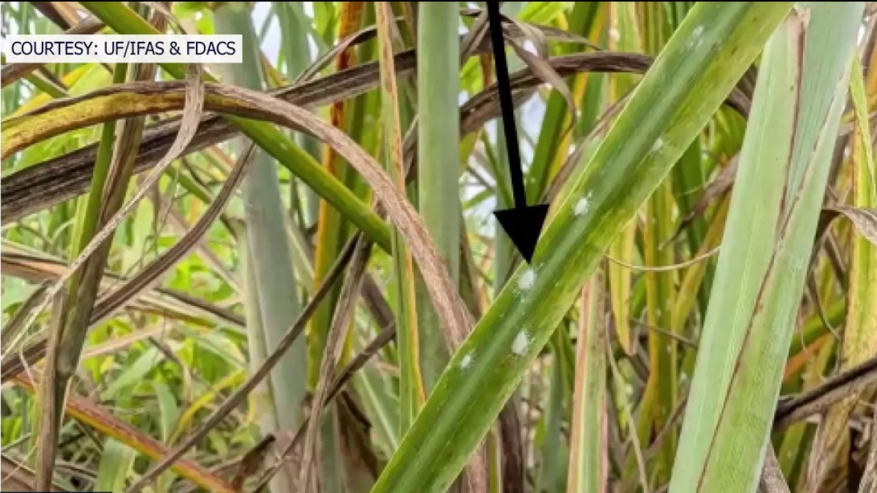 Invasive bug destroying crops, grass in Florida