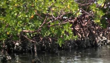 Restoration begins for eroded mangrove islands in Jupiter Narrows