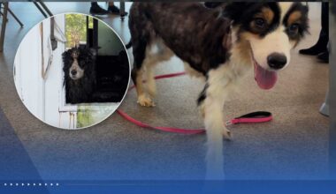 Thirty-six rescued dogs in Palm City recovering and ready for adoption