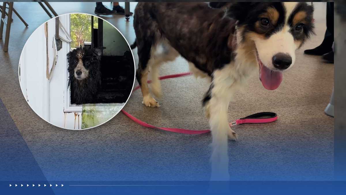 Thirty-six rescued dogs in Palm City recovering and ready for adoption
