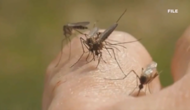 Health officials confirm case of dengue fever in Miami-Dade - WSVN 7News | Miami News, Weather, Sports