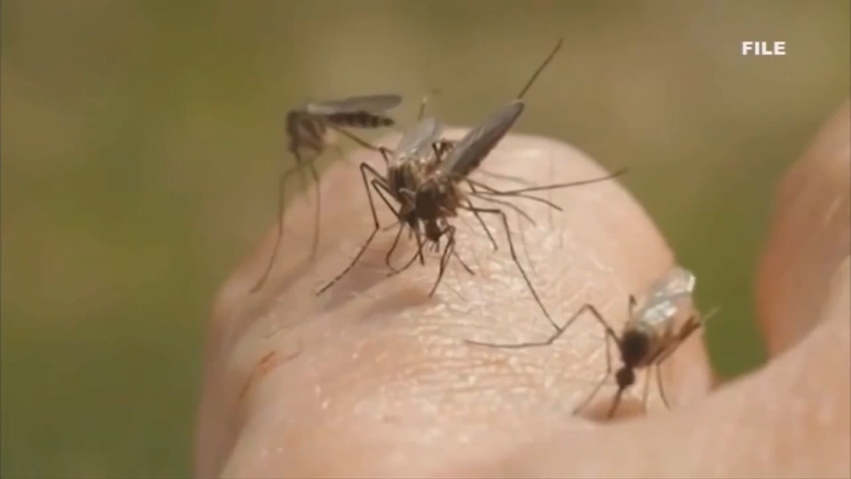 Health officials confirm case of dengue fever in Miami-Dade - WSVN 7News | Miami News, Weather, Sports