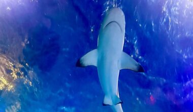 5 things to know about Sea Life Aquarium’s Summer of Sharks