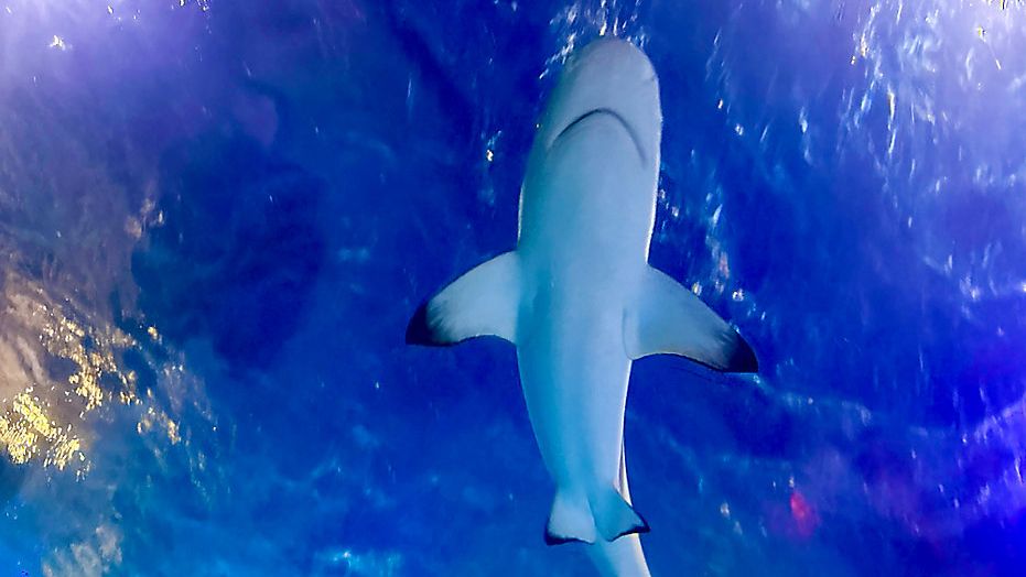 5 things to know about Sea Life Aquarium’s Summer of Sharks