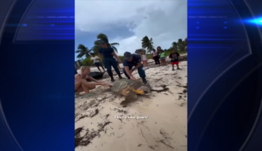 Loggerhead ‘Roxanne’ released back into wild after rehab in Florida Keys - WSVN 7News | Miami News, Weather, Sports