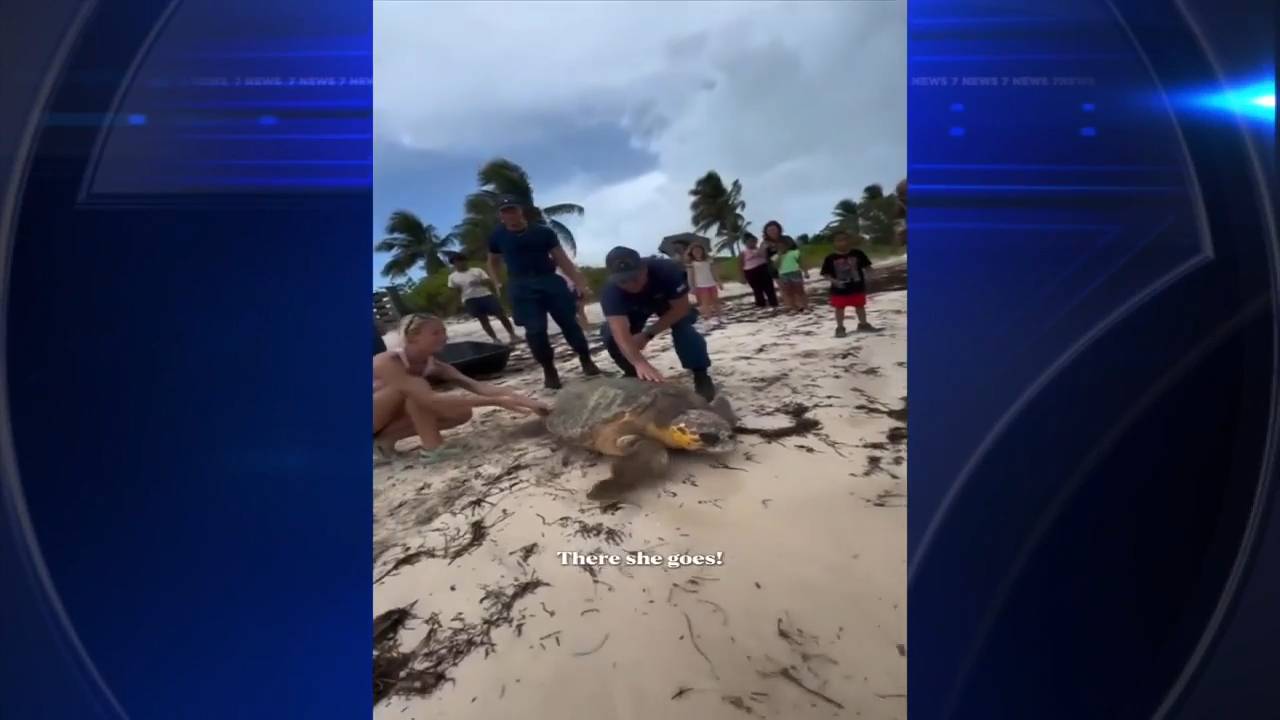 Loggerhead ‘Roxanne’ released back into wild after rehab in Florida Keys - WSVN 7News | Miami News, Weather, Sports