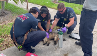 Multiple dogs killed, 1 resuscitated, after fire in Hollywood – NBC 6 South Florida