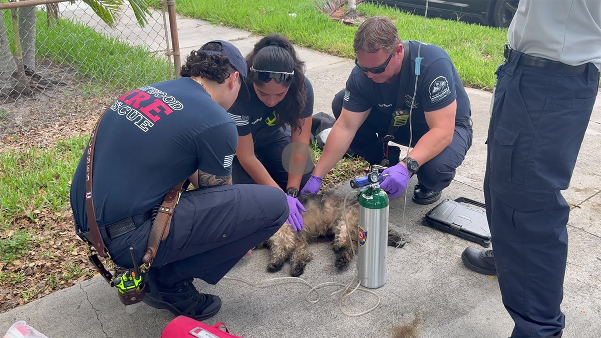 Multiple dogs killed, 1 resuscitated, after fire in Hollywood – NBC 6 South Florida