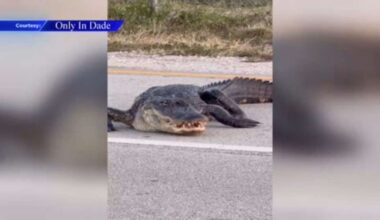 Video shows alligator taking a stroll through street in Miami Lakes - WSVN 7News | Miami News, Weather, Sports