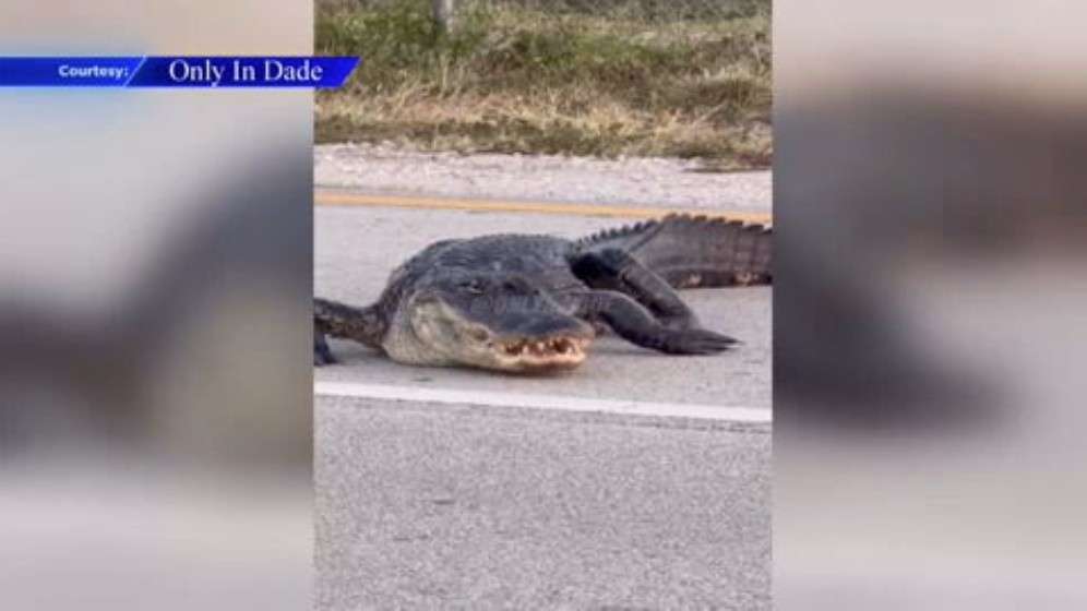Video shows alligator taking a stroll through street in Miami Lakes - WSVN 7News | Miami News, Weather, Sports