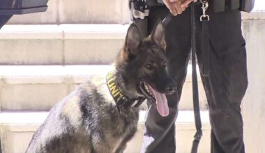 Miami Police welcome gun-detecting K-9 to the force - WSVN 7News | Miami News, Weather, Sports