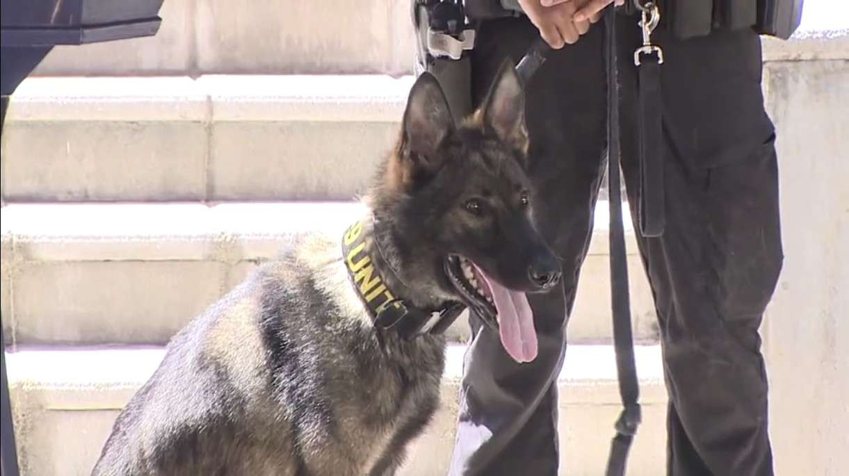 Miami Police welcome gun-detecting K-9 to the force - WSVN 7News | Miami News, Weather, Sports