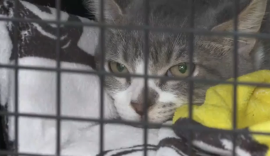 South Florida vets warn of spike in feline virus, provide tips on prevention - WSVN 7News | Miami News, Weather, Sports