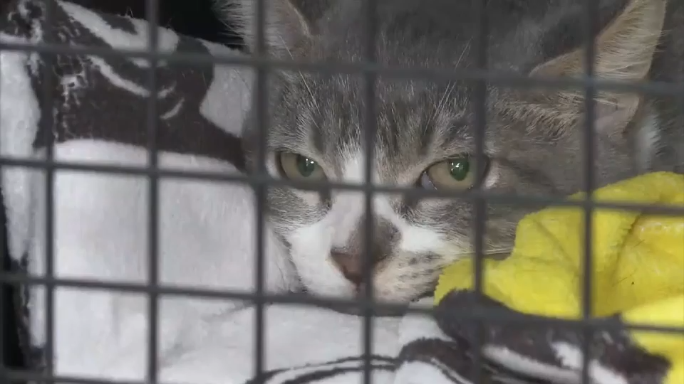 South Florida vets warn of spike in feline virus, provide tips on prevention - WSVN 7News | Miami News, Weather, Sports