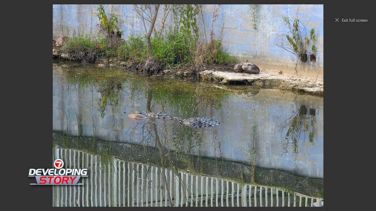 Dog killed following crocodile attack in South Miami neighborhood; Police issue safety advisory - WSVN 7News | Miami News, Weather, Sports
