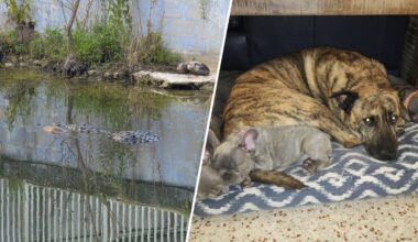 South Miami Police warn residents after dog killed in reported crocodile attack – NBC 6 South Florida